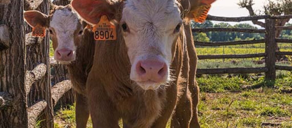 Fromagerie de Lorgues - Producteur - la Ferme de la Tremblaye